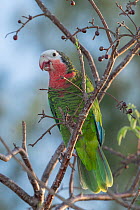 Bahama parrot (Amazona leucocephala bahamensis) perched in tree feeding on berries, Abaco Islands, Bahamas. Endangered.