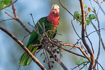 Bahama parrot (Amazona leucocephala bahamensis) perched in tree feeding on berries, Abaco Islands, Bahamas. Endangered.