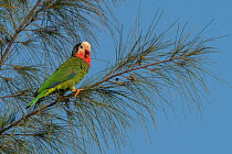 Bahama parrot (Amazona leucocephala bahamensis) perched in tree, Abaco Islands, Bahamas. Endangered.