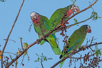 Three Bahama parrots (Amazona leucocephala bahamensis) perched in tree feeding on fruit, Abaco Islands, Bahamas. Endangered.