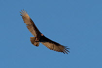 Turkey vulture (Cathartes aura) in flight, Abaco Islands, Bahamas.