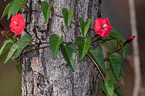 Scarlet creeper (Ipomoea hederifolia) in flower, wrapped around tree trunk, Abaco Islands, Bahamas.