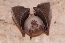 Buffy flower bat (Erophylla sezekorni) roosting, Abaco Islands, Bahamas.