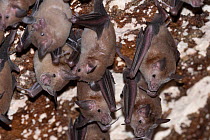 Group of Buffy flower bats (Erophylla sezekorni) roosting, Abaco Islands, Bahamas.