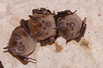Three Buffy flower bats (Erophylla sezekorni) roosting, Abaco Islands, Bahamas.