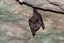 Waterhouse's leaf-nosed bat (Macrotus waterhousii) roosting, Abaco Islands, Bahamas.