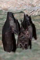 Waterhouse's leaf-nosed bats (Macrotus waterhousii) roosting, Abaco Islands, Bahamas.