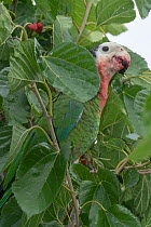 Bahama parrot (Amazona leucocephala bahamensis) perched in tree feeding on fruit, Abaco Islands, Bahamas. Endangered.