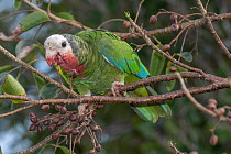 Bahama parrot (Amazona leucocephala bahamensis) perched on branch feeding, Abaco Islands, Bahamas. Endangered.