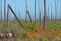 Dead Pine (Pinus sp.) forest, the aftermath of Hurricane Dorian in 2019, Marsh Harbour, Abaco Islands, Bahamas. April, 2021.