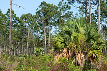 Native Caribbean pine (Pinus caribaea) and Palm (Arecaceae) forest, Abaco Islands, Bahamas. April, 2021.