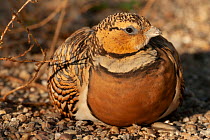 Pintailed sandgrouse (Pterocles alchata) female, resting on the ground, Spain. Captive.