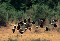 Madagascar sandgrouse (Pterocles personatus) flock in flight, Mahajanga, Madagascar.
