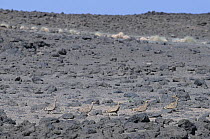 Five Lichtenstein's sandgrouse (Pterocles lichtensteinii) walking in a line over rocky ground, western Djibouti.
