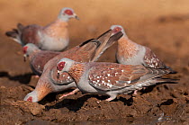 Five Speckled pigeons (Columba guinea) drinking at water's edge, Lac de Guiers,Ferlo, Senegal.