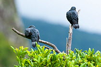 Two Trocaz pigeons (Columba trocaz) perched on branch, Palheiro Gardens, Funchal, Madeira.