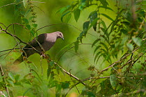Short-billed pigeon (Patagioenas nigrirostris) perched in tree, Willie Mazu Ecological Ranch, Bocas del Toro, Panama.
