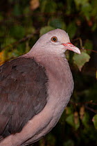 Pink pigeon (Nesoenas mayeri) portrait, Plzen Zoo, Czech Republic. Captive, occurs in Mauritius.