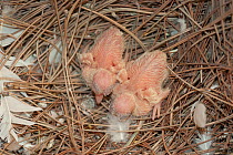 Two Collared dove (Streptopelia decaocto) chicks, aged two days, in the nest, Belgium. Captive.
