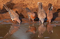 Four Mourning collared doves (Streptopelia decipiens) drinking at edge of lake, Lac de Guiers, Ferlo, Senegal.