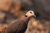 Red-eyed dove (Streptopelia semitorquata) portrait, Fathala Reserve, Senegal.
