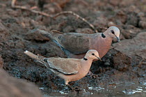 Two Red-eyed doves (Streptopelia semitorquata) perched at water's edge, Fathala Reserve, Toubacouta, Senegal.