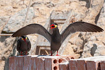 Two Inca terns (Larosterna inca) perched on pile of bricks, one resting the other spreading wings and calling, Guanape Islands, Peru.
