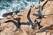 Inca terns (Larosterna inca) landing on cliffside, Guanape Islands, Peru, Pacific Ocean.