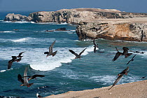 Inca tern (Larosterna inca) flock in flight over coastal cliffs, Guanera Punta San Juan, Ica, Peru, Pacific Ocean.