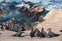 Inca tern (Larosterna inca) flock perched on coastal rocks, Guanera Punta San Juan, Ica, Peru.
