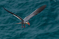 Inca tern (Larosterna inca) in flight over the ocean,   Guanape Islands, Peru, Pacific Ocean.