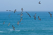 Inca tern (Larosterna inca) flock in flight over the ocean, Guanera Punta San Juan, Ica, Peru.