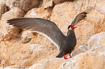 Inca tern (Larosterna inca) perched on rocks, spreading wings and calling, Guanape Islands, Peru.