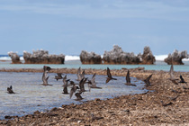 Common noddy (Anous stolidus) flock in flight over lagoon, Rangiroa, Tuamotus, French Polynesia.