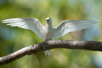 White tern (Gygis alba) perched on branch spreading its wings, Rangiroa, Tuamotus, French Polynesia.
