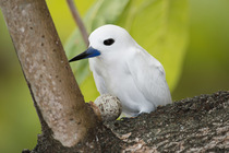 White tern (Gygis alba) perched on branch at nest site guarding its egg, Rangiroa, Tuamotus, French Polynesia.