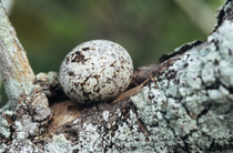White tern (Gygis alba) egg in nest, Rangiroa, Tuamotus, French Polynesia.