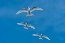 Three White terns (Gygis alba) in flight against blue sky, Rangiroa, Tuamotus, French Polynesia.