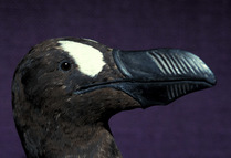 Great auk (Pinguinus impennis) head portrait of museum specimen, Natural History Museum of Paris, France. Extinct.