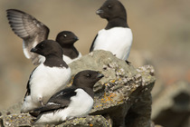 Four Little auks (Alle alle) perched on rocks, Spitsbergen, Norway. May.