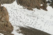 Little auk (Alle alle) flock in flight over snow-covered mountain, Spitsbergen, Norway. May.