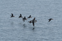 Atlantic puffins (Fratercula arctica) and two Thick-billed murres (Uria lomvia) in flight over the sea, Spitsbergen, Norway, Arctic Ocean. May.