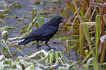 Carrion crow (Corvus corone) standing on frozen pond amongst reeds, Whitlingham Country Park, Norfolk, UK. December.