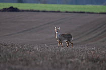 Chinese water deer (Hydropotes inermis) male standing in field and looking around, Norfolk, UK. January.