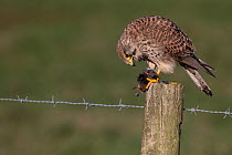 Common kestrel (Falco tinnunculus) female perched on fence post and feeding on Vole (Microtus sp.), Norfolk, UK. January.