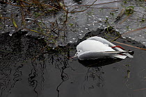 Black-headed gull (Chroicocephalus ridibundus) lying dead in frozen lake, Whitlingham Country Park, Norfolk, UK, January 2023. Cause of death unknown but possibly Avian Flu.