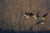 Canada geese (Branta canadensis) flock flying past trees, Whitlingham Country Park, Norfolk, UK, January.