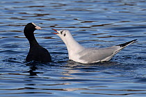 Black-headed gull (Chroicocephalus ridibundus) in confrontation with Coot (Fulica atrica) whilst swimming, Whitlingham Country Park, Norfolk, UK. December.