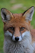 Fox (Vulpes vulpes) head portrait, Reigate, Surrey, UK. December.