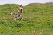 Short-eared owl (Asio flammeus) flying over grassy field and looking down for prey, Norfolk, UK. January.